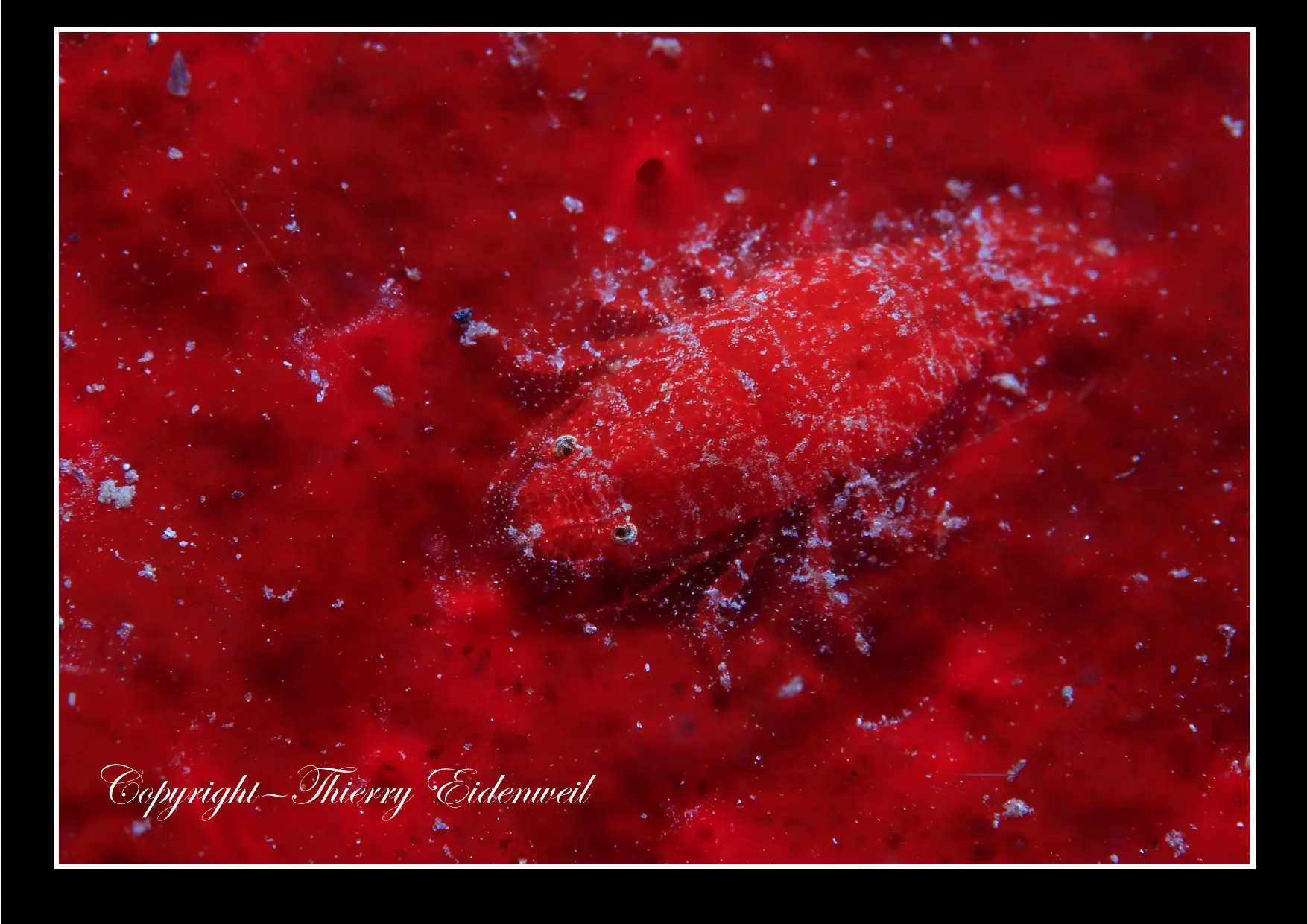Anilao Macro Dive Media Highlight
